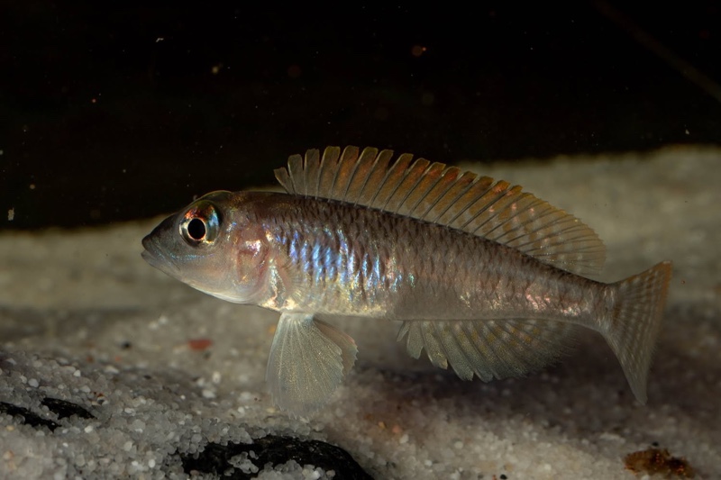 Lamprologus laparogramma 'Namansi'